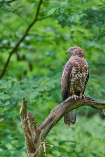 European honey buzzard (Pernis apivorus), Bavaria, Germany, Europe