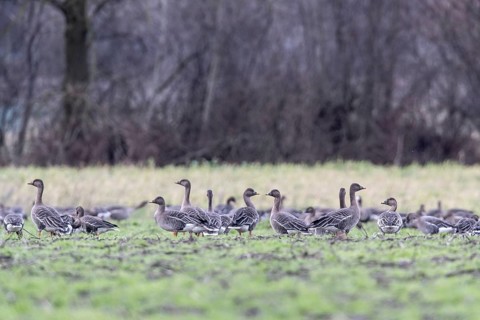 Bean geese (Anser fabalis) and greater white-fronted geese (Anser albifrons), Emsland, Lower
