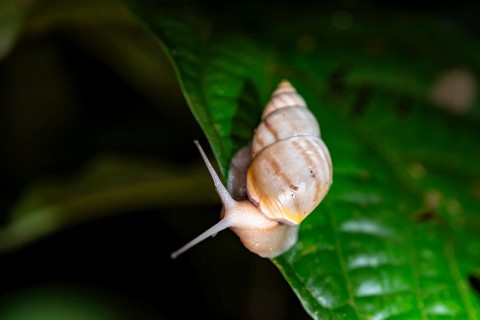 Snail with snail shell (Gastropoda) on a leaf at night in the tropical rainforest, Refugio Nacional
