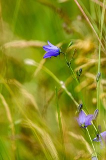 Harebell (Campanula rotundifolia) and grasses in a wild, natural flower meadow, Germany, Europe