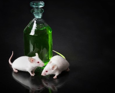 Two white laboratory mouse next to a jar with a green liquid on the glass surface with reflection