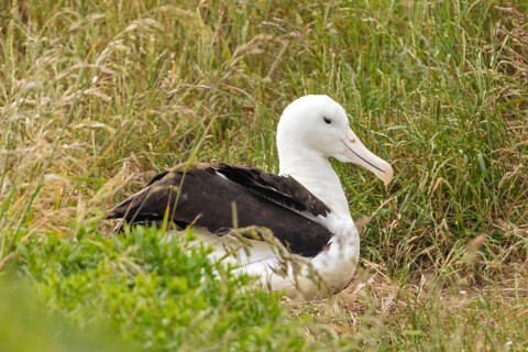 Albatros (Diomedea sanfordi), Taiaroa Head, Otago Peninsula, Neuseeland