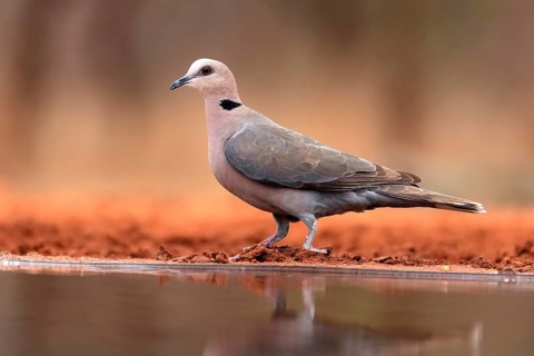 Red-eyed dove (Streptopelia semitorquata), Red-eyed Dove adult, at the water, Kruger National Park,