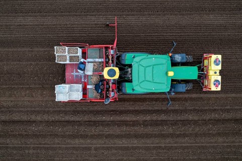 Early potatoes are placed in the soil of the field with a planting machine, Agriculture, Spring