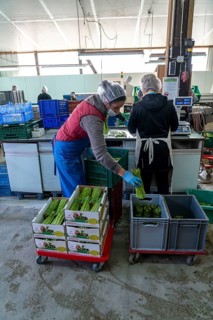 Asparagus farm, green asparagus is washed, cut and sorted by quality, weighed, portioned and