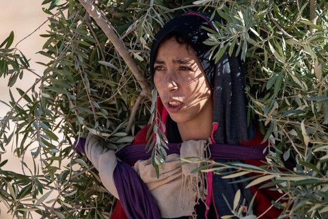 Portrait, Berber woman, traditional clothing, carrying olive branches, Morocco, Africa
