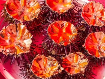 Fresh sea urchin at the historic Catania fish market, Catania, Sicily, Italy, Europe