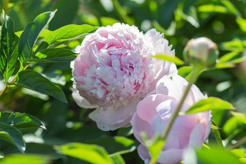 Pink peony flower in a botanical garden
