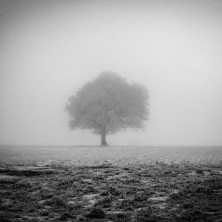 Aubrac plateau. Isolated tree in winter. Lozere department. Occitanie.France