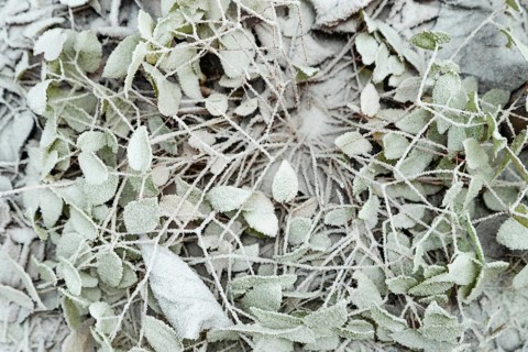 Barrenwort leaves covered with hoarfrost. Abstract floral background, garden and winter concept.