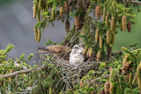 Common kestrel (Falco tinnunculus), female adult bird feeding young birds not yet ready to fly in