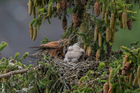 Common kestrel (Falco tinnunculus), female and male adult birds simultaneously bringing mice to the