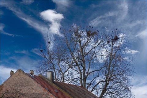Carrion crows (Corvus corone) nesting in the crown of a plane tree (Platanus), Kitzingen, Lower