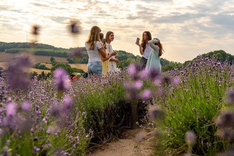 Lavender fields in East Westphalia Lippe, OWL, near the village of Fromhausen, near Detmold, the