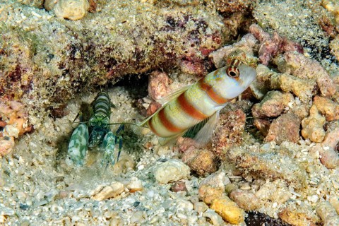 Symbiosis symbiotic behaviour of masked shrimpgoby (Amblyeleotris gymnocephala) synonym