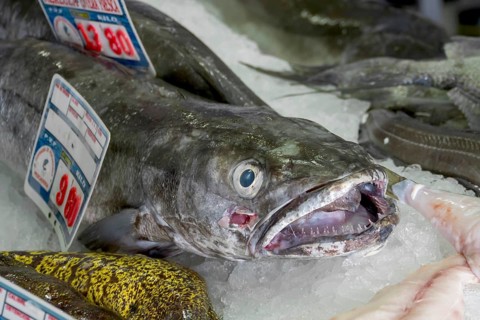 Fish market, fish hall, Playa Blanca, Lanzarote, Canary Island, Spain, Europe