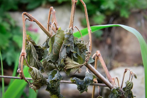 Late night frosts have led to severe frost damage in vineyards in the Elbe Valley. Due to the very