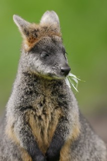 Swamp wallaby (Wallabia bicolor), captive, occurrence in Australia