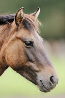 Dülmen wild horse, portrait, Merfelder Bruch, Dülmen, North Rhine-Westphalia, Germany, Europe