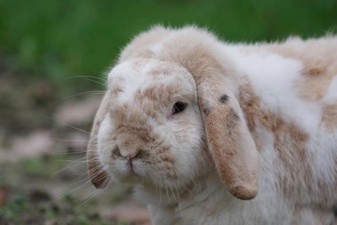 Bunny, ram rabbit (Oryctolagus cuniculus domesticus), close-up, head, ears, breed, rabbit, pet,