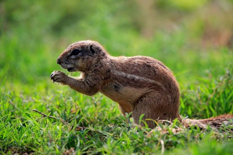 Cape ground squirrel (Xerus inauris), adult, alert, feeding, Mountain Zebra National Park, Eastern