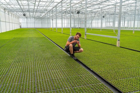Garden nursery, cuttings, heather, broom heather plants, Calluna vulgaris, in the propagation