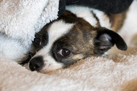 Small Chihuahua dog, resting on woollen blanket, Germany, Europe