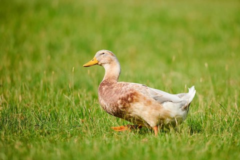 Domestic duck (Anas platyrhynchos domesticus) walking on a meadow, Wildpark Aurach Kitzbühel,