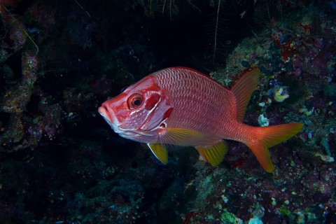 Sabre squirrelfish (Sargocentron spiniferum), Daedalus Reef dive site, Egypt, Red Sea, Africa