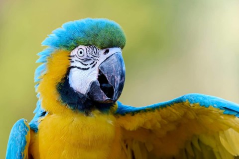 Blue and yellow macaw (Ara ararauna), captive, Lower Saxony, Germany, Europe