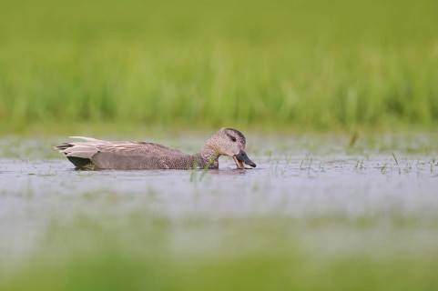 Gadwall (Mareca strepera) male, male Gadwall, Lower Saxony, Germany, Europe