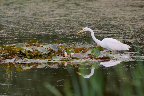 Great egret (Ardea alba), Lower Saxony, Germany, Europe