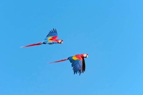 Scarlet Macaw (Ara macao) in flight, captive, Lower Saxony, Germany, Europe