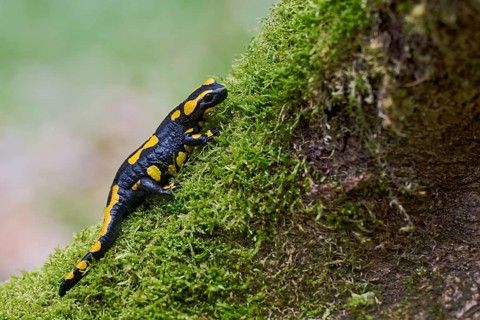 Fire salamander (Salamandra salamandra), Lower Saxony, Germany, Europe