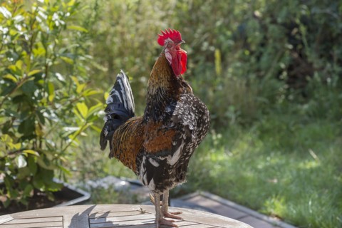 Crowing rooster domestic chicken (Gallus gallus domesticus) on a patio table, Mecklenburg-Western