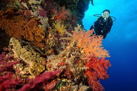 Female diver looking at reef wall drop off of colourful coral reef with soft corals