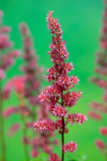 Astilbe, flowering, blossom, Elllerstadt, Germany, Europe