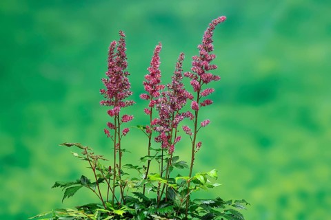 Astilbe, flowering, blossom, Elllerstadt, Germany, Europe
