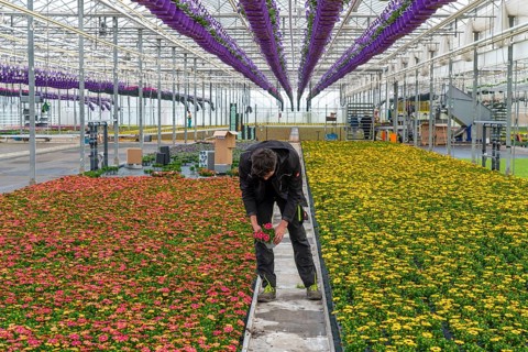 Horticulture company, flower pots, so-called petunia ampel, grow in a greenhouse, under the glass
