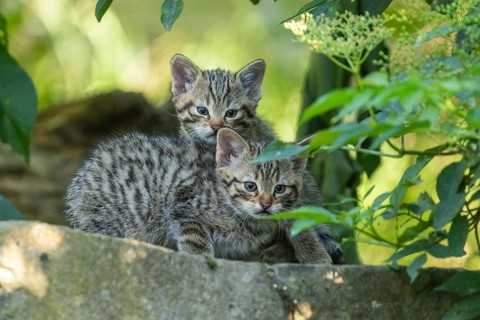 Two tabby kittens cuddling on a stone in the forest, surrounded by green leaves, wildcat (Felis