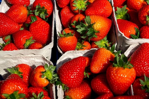 Freshly harvested strawberries, packed in boxes and crates for the consumer, strawberry cultivation