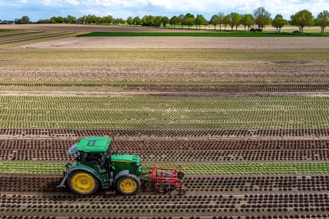 Farmer working a field with different heads of lettuce, in different stages of growth, weeds are
