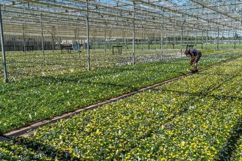 Horticultural business, greenhouse, various types of potted plants are grown here to be sold in