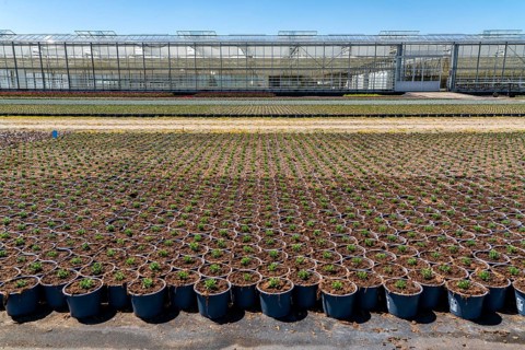Horticultural business, greenhouse and open-air, various types of potted plants are grown here to