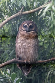 Brown wood owl (Strix leptogrammica), Walsrode Bird Park, Lower Saxony, Germany, Europe