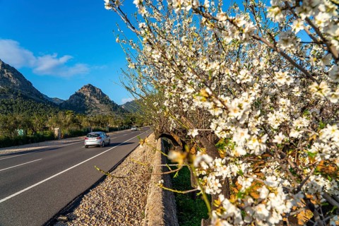 Almond blossom on Majorca, from January to March many hundreds of thousands of almond trees blossom