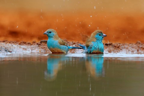 Angolan butterfly finch (Uraeginthus angolensis), blue-eared butterfly finch, adult, two birds, at
