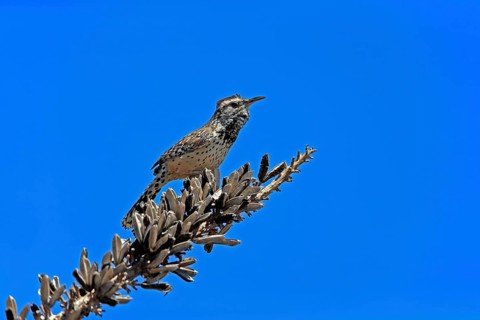 Cactus wren (Campylorhynchus brunneicapillus), adult, on wait, Sonora Desert, Arizona, North