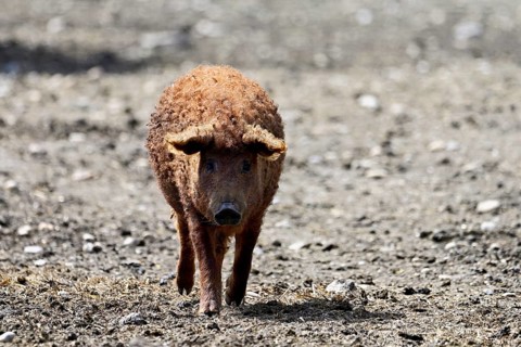 Woolly pig or Mangalica pig, Hungary, Europe