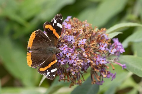 Red admiral butterfly (Vanessa atalanta) adult insect feeding on a purple garden Buddleja flower,
